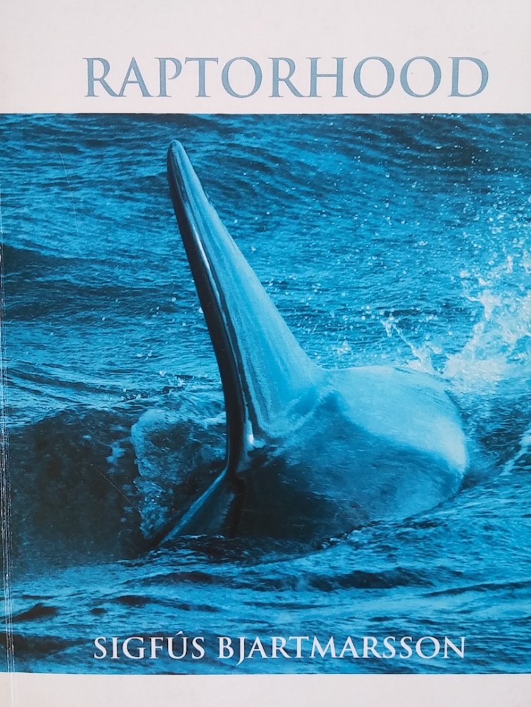 An orca surfaces in blue ocean swell